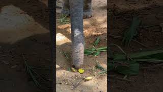 Majestic Moments: Walk Side by Side with Gentle Giants in the Wild