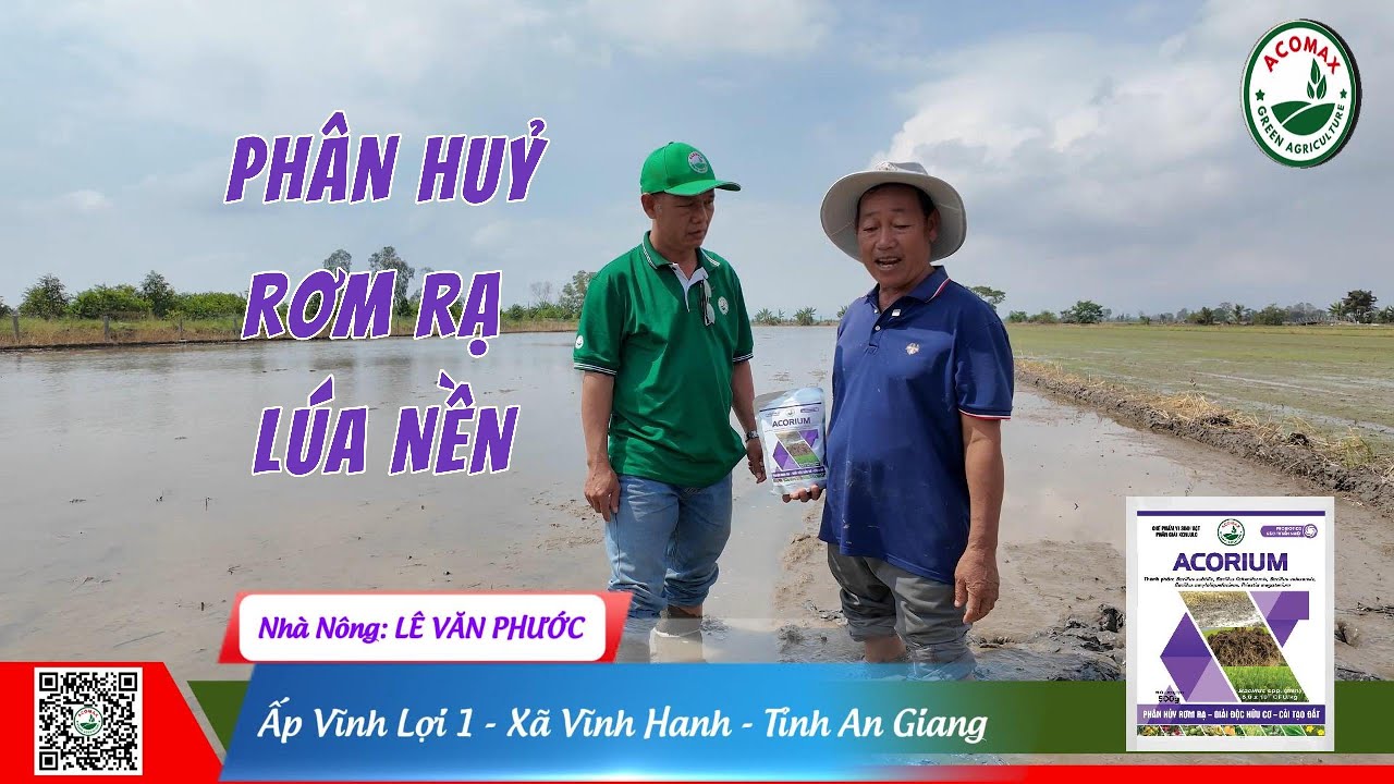 Nhà Nông LÊ VĂN PHƯỚC Đánh Giá hiệu quả sản phẩm ACORIUM| Phân huỷ rơm rạ | ACOMAX