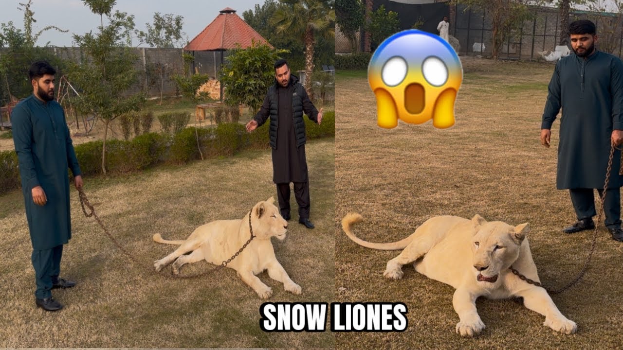 Snow Lioness Ko Chain Dal Ka Garden Ma Nikal Liya 😱🦁|Snow Get Angry 😱🦁😱|