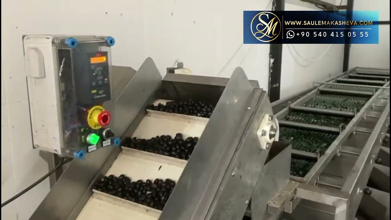 Olive Sieving Machine ensures precise size classification for high-quality olive processing.