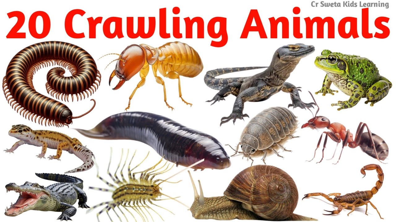 बच्चों के लिए 20 रेंगने वाले जानवर | Crawling Animals Names | Kids ...