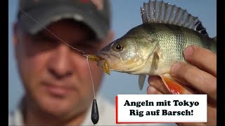 Angeln mit Tokyo Rig auf Barsch! Beste Montage auf Barsch! MUST HAVE beim Barschangeln!