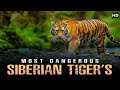 दुनियाके सबसे खतरनाक शेर, सुनीये सायबेरियन शेरों कि सच्चाई  | Dangerous Tiger's Ever