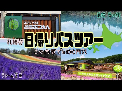 【北海道】コスパ最強🔥札幌発の日帰りバスツアー🚎旭山動物園▶️青い池▶️ファーム富田＆とみたメロンハウス🍈初めて1人で参加してみた👩 Hokkaido one day bus tour✈️