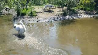 Marshy and Yogi met a Great Pyrenees puppy at the dog spa today