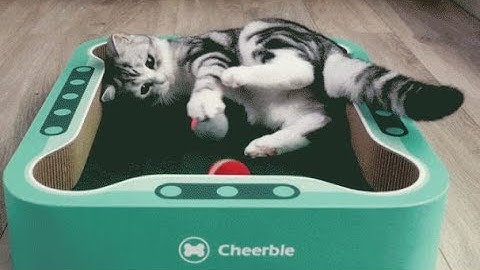 CHEERBLE: KEEP YOUR CAT HAPPY WITH THIS BUSY BOARD | Gizmo Hub