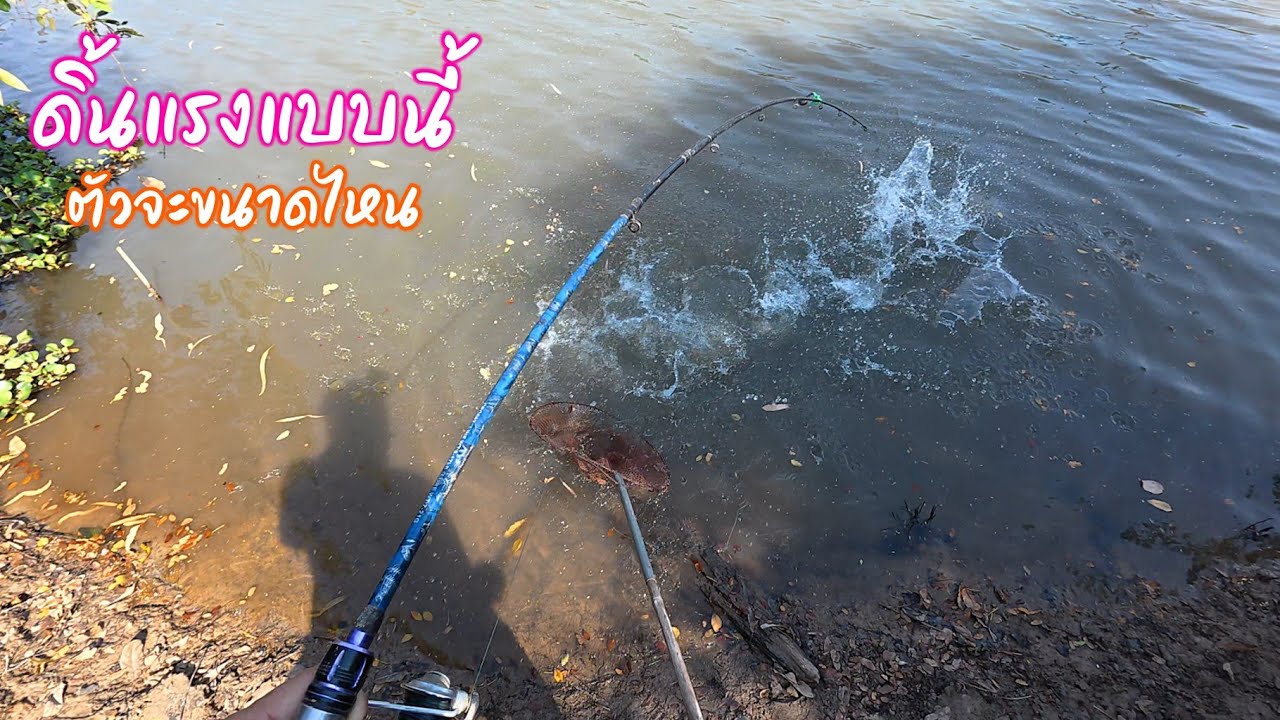 น้ำกระจายงัดของใหญ่อีกแล้ว ดิ้นแรงแบบนี้ ตัวจะขนาดไหน ตกปลาหน้าดิน / ตุ้มแพรว พาเพลิน EP.930