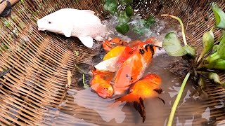 Amazing Unbelievable Founding Beautiful Fish In Amazing Lake Ranchu Oranda Ryuki Dfish Betta