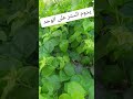 يدوم الستر على الواحد