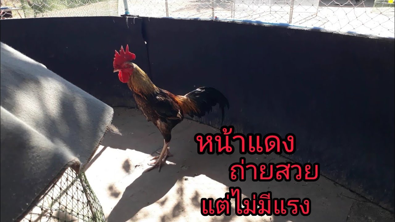 ไก่หน้าแดง ถ่ายสวย แต่ไม่มีแรง
