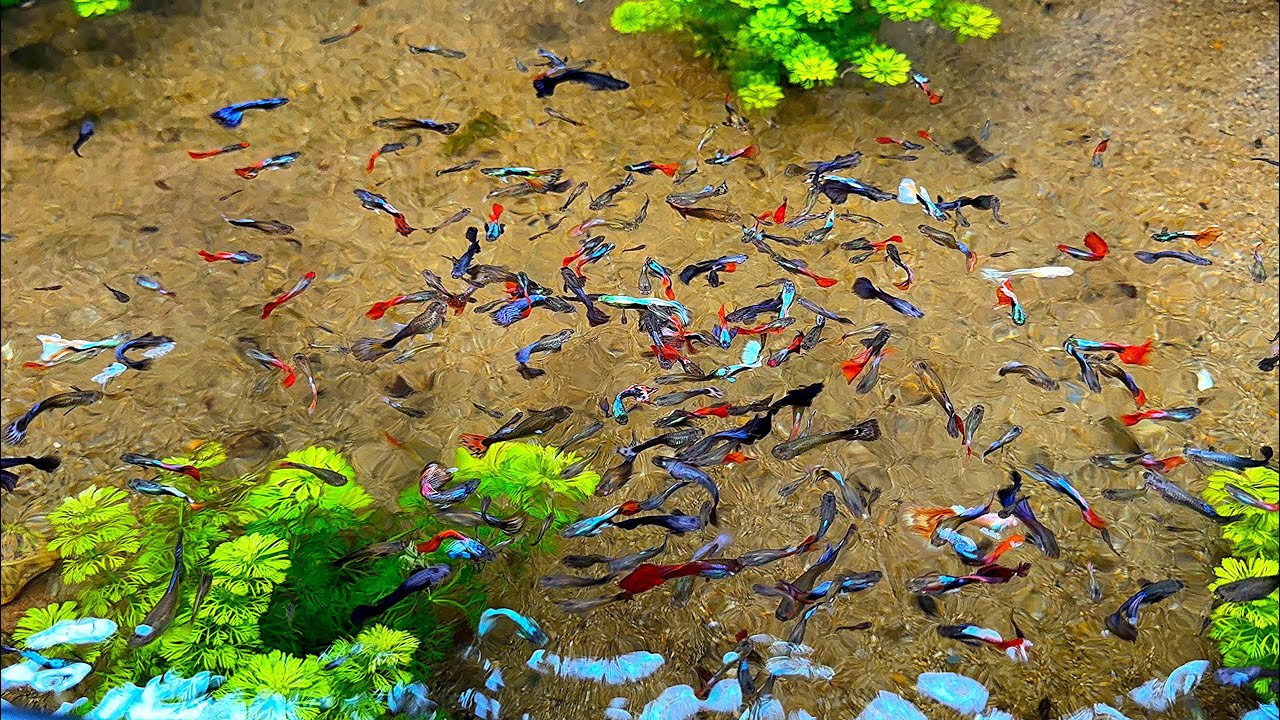 Как поддерживать чистую и здоровую среду в пруду для разведения рыбы