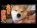 柴犬の身体に、しこりを発見・・・緊急で病院に行きました・・・