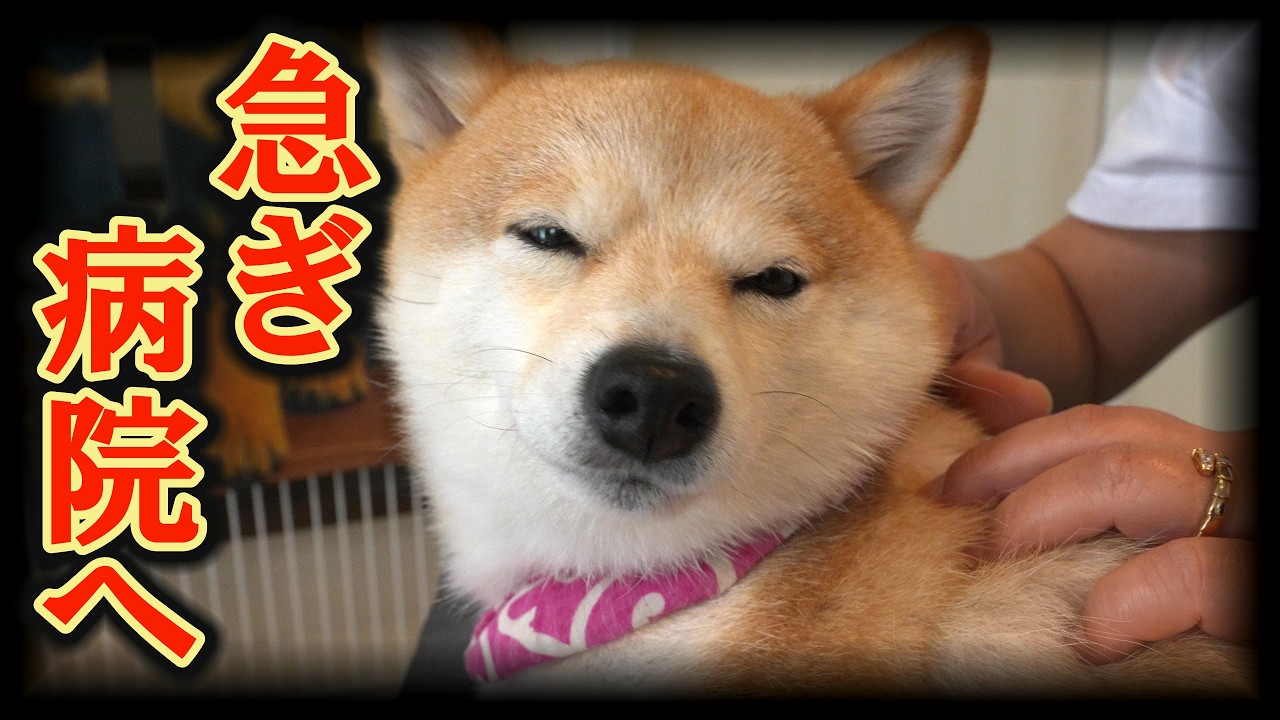 柴犬の身体に、しこりを発見・・・緊急で病院に行きました・・・