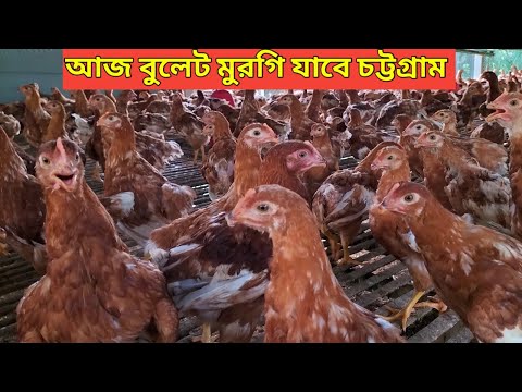 ভিডিও: পুলেট মুরগি কি?