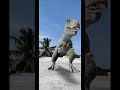 Dinosaurs  shorts  ashwin chelva