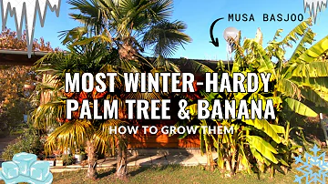 Ep. 12 HOW TO keep PALM TREES & BANANA plants safe during the WINTER