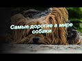 Самые дорогие в мире собаки