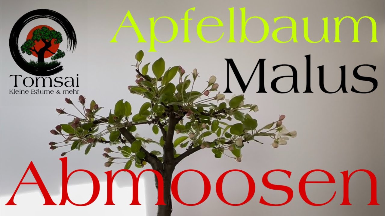 Wie ich meinen Apfelbaum Malus Abmoose Air Layering Bonsai 39/22 YouTube