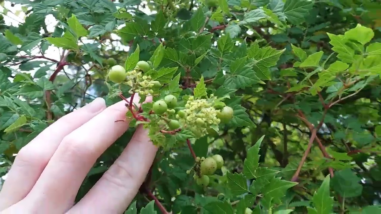 Peppervine Mohawk Lake July 25th 2022 Savannah GA