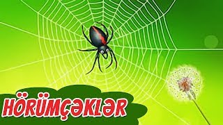 Hörümçəklər Haqqında Məlumat
