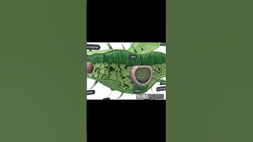 internal structure of leaf 🍀#viralshort #leaf #cells #plants