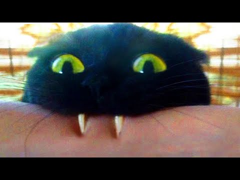 Try Not To Laugh Animals | Funny Cat Videos 2023 | Funniest Animal Videos #33