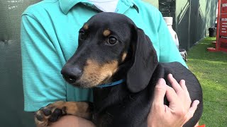 The Dog and Dawg of the Day from Day 5 of Browns Training Camp