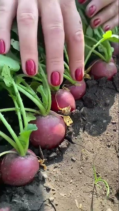 🌱Редис ЧЕРРИЭТ. #shorts #редиска - YouTube