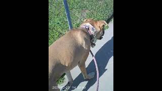 The 180° Rotating Lens Nobody's Talking About #pocketcamera #gadget | W & O