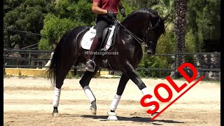 *SOLD* Black Andalusian PRE Stallion 2014 - 1.66 m | #MP244 *SOLD* Black Andalusian PRE Stallion 2014 - 1.66 m | #MP244