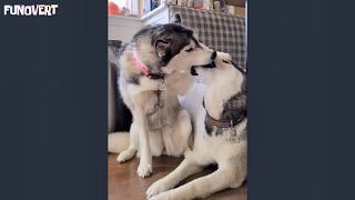 Angry huskies kissing each other