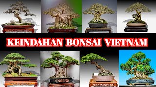 INSPIRASI BONSAI VIETNAM CUONG BONSAI