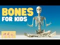 Human Skeleton and Bone Functions