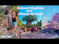 Disney world vlog day 2  animal kingdom disney springs rainforest cafe and house of blues