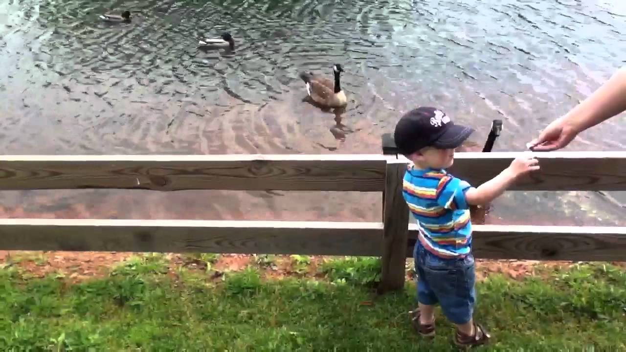 throwing bread to the geese YouTube
