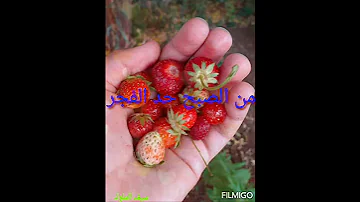 انت الهوى وانت النفس حالات واتس اب انت بحياتي كلشي تيسر سفير انت هوى 