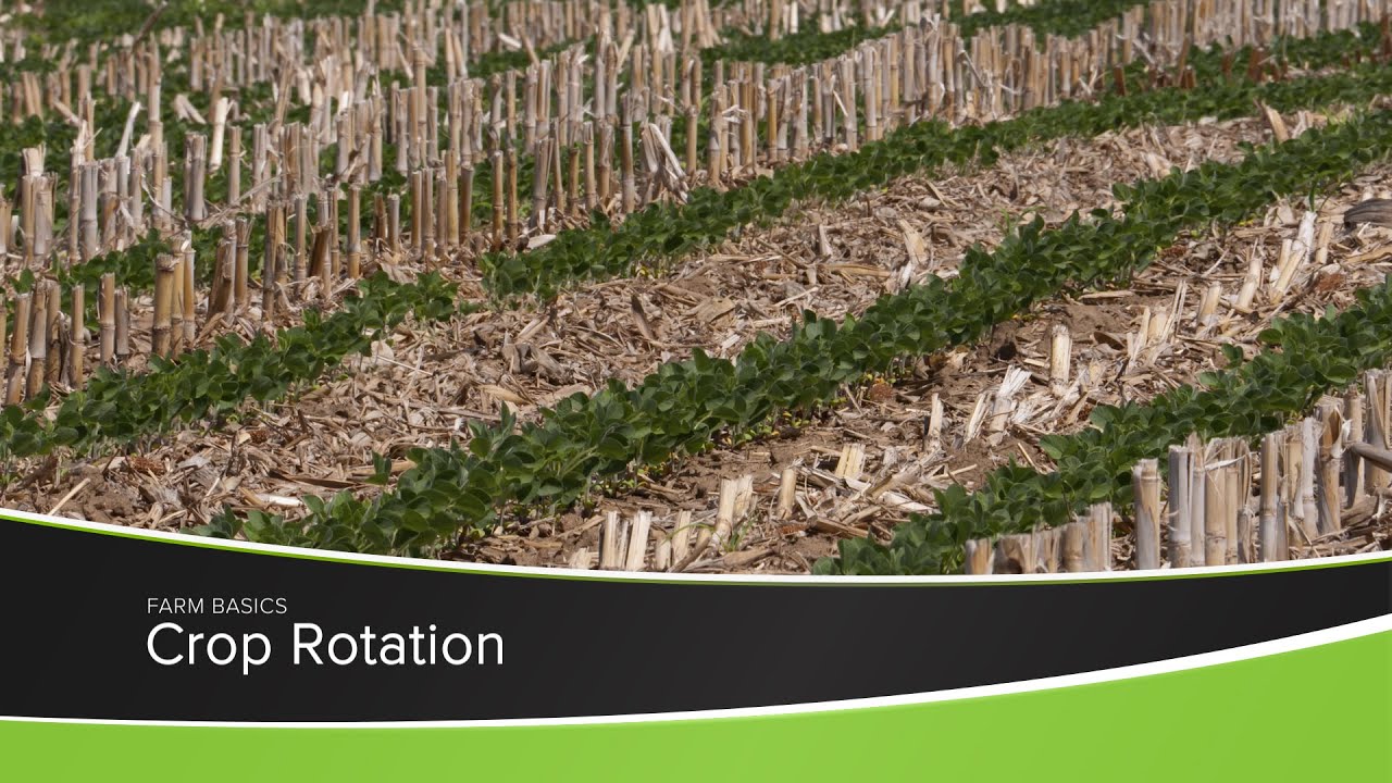 Crop Rotation - YouTube