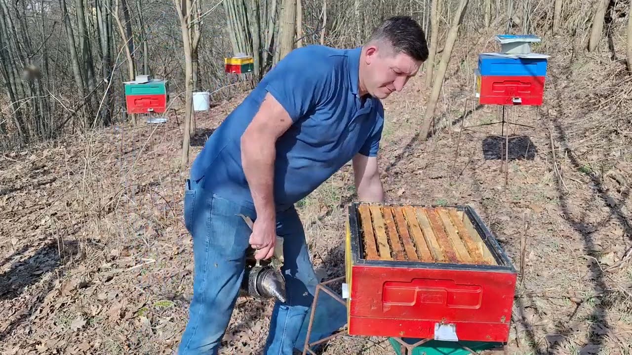 10.03.2025 Pierwszy przegląd pszczół po zimowli. Ramka DADANT 1/2 - Pasieka Miody Wadowickie