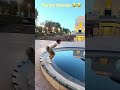 Those video's make you laugh so hard #shorts #memes #fails #funnymemes #funny #trending