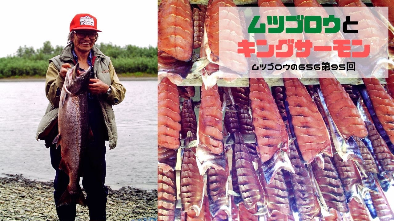 第95回 ムツゴロウとキングサーモン Youtube