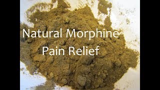 Making Wild Lettuce Pain Relief Medicine Powder