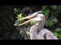 A Day with Great Blue Herons - Big Fish Lunch