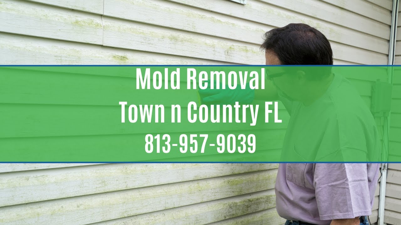 Mold Removal Town N Country FL Call Today Free Estimate From Our Local