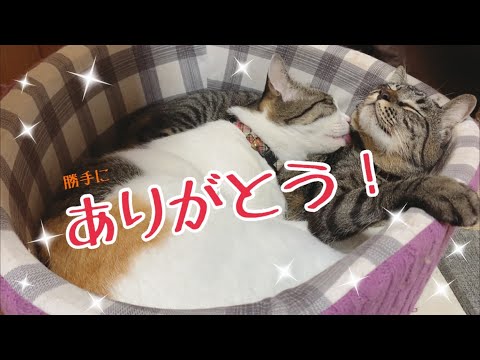 猫ちゃんが歌う！勝手にありがとうの歌 "Thank you all" Song