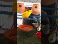 Australians' colorful birds fight for feeding Australian love bird feeding & fighting