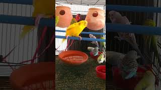 Australians' colorful birds fight for feeding Australian love bird feeding &amp; fighting
