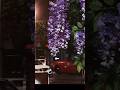 Hum Mar Jayenge💗💫🍂 WhatsApp Status | Ashiqui 2 | Arijit Singh #trending #shorts #lyrics #love