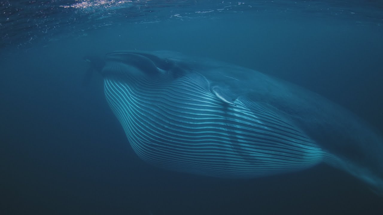 Fin Whales Devouring Herring - arctic-freediving.com