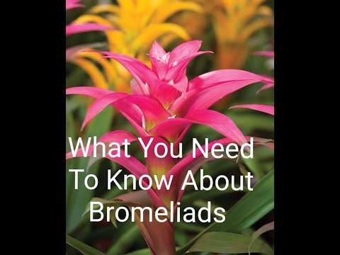Video: Bromeliadų augalų priežiūra: bromeliadų augalų auginimas ir priežiūra