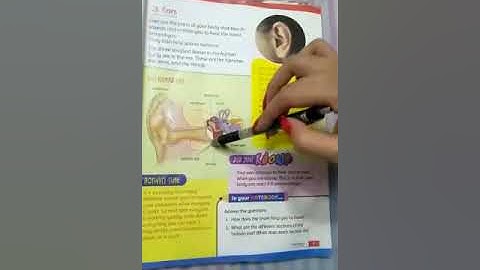 SCIENCE GRADE 3 UNIT 1 EAR